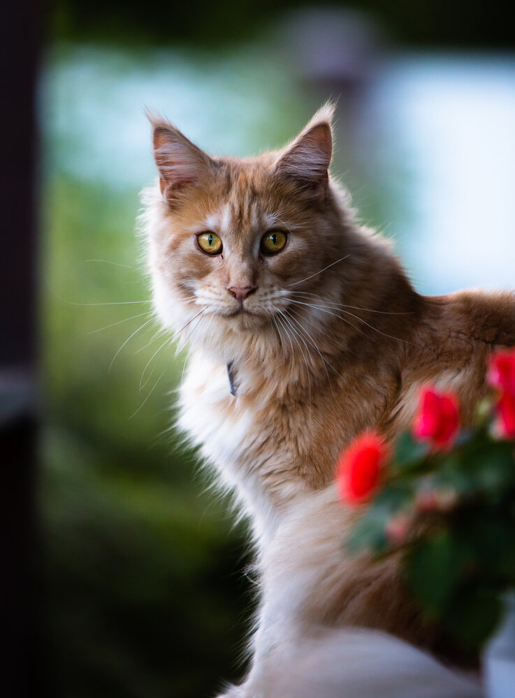Photograph by Ирина Шевакова