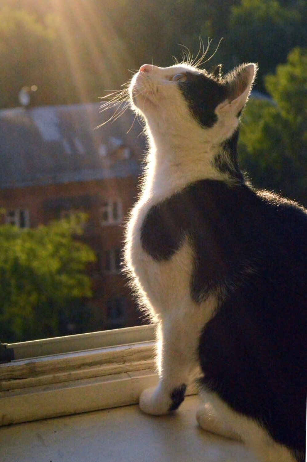 Photo #14054322