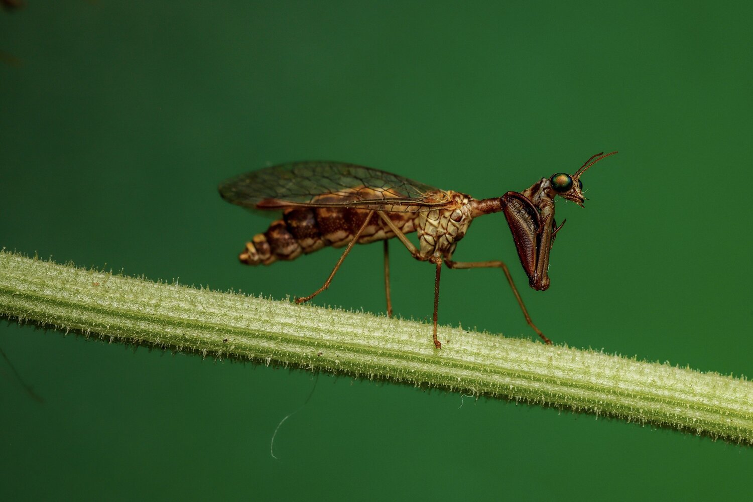 Mantispidae