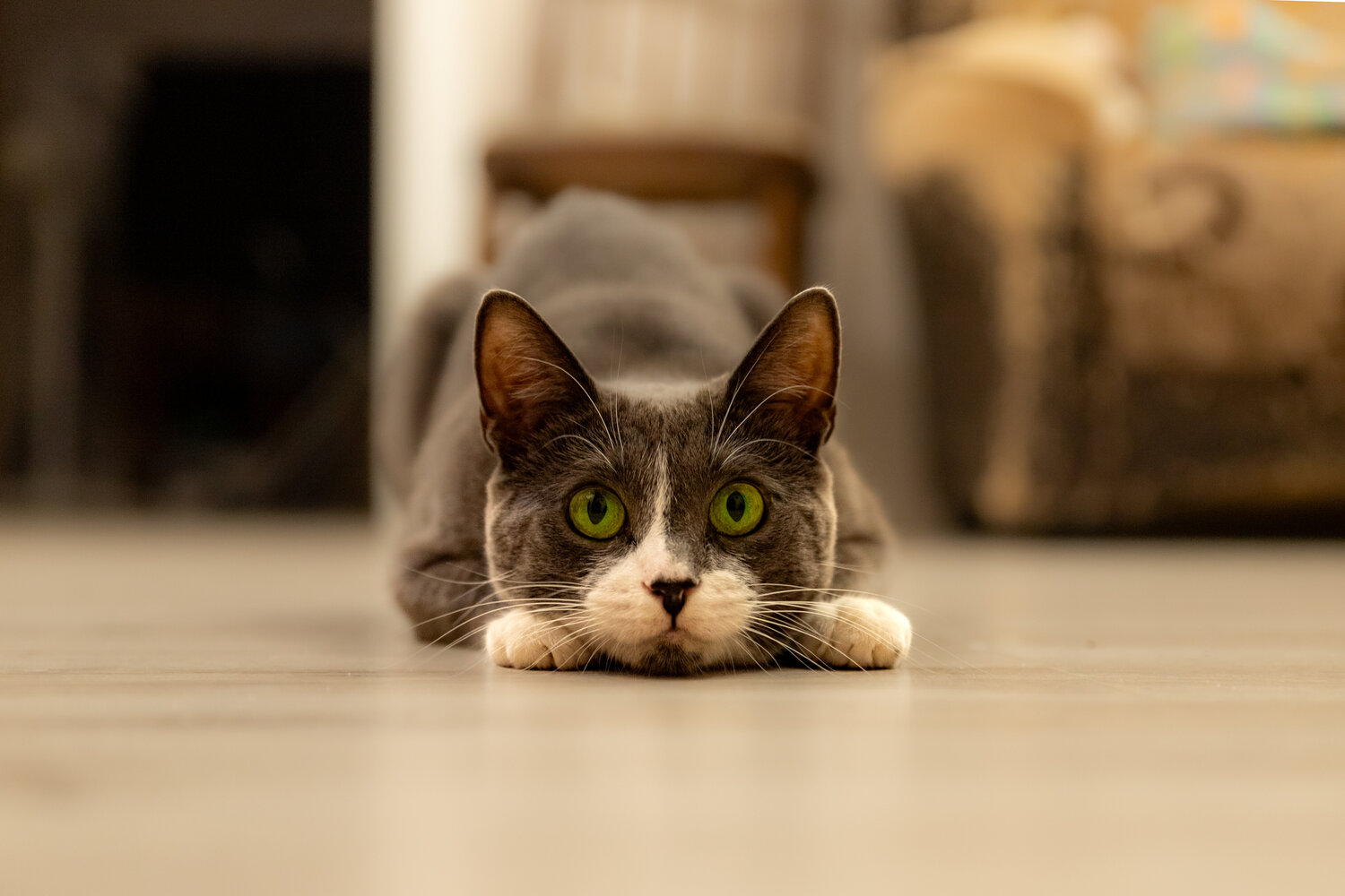 Photo #14054353