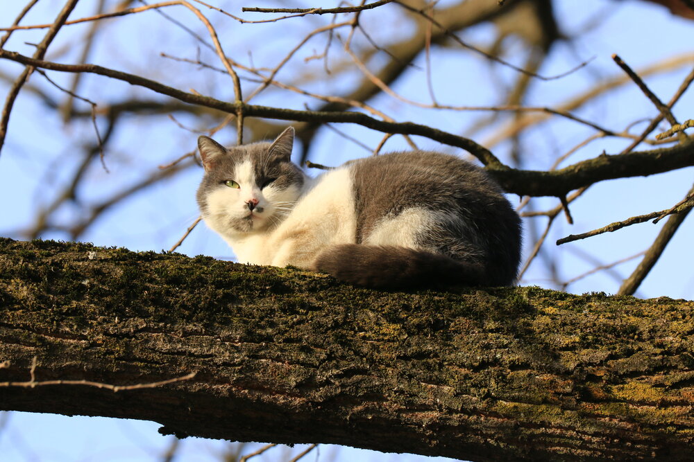 Photo #14054386