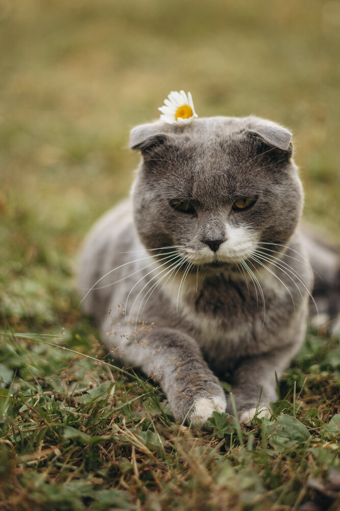 Photograph by Irina Chka