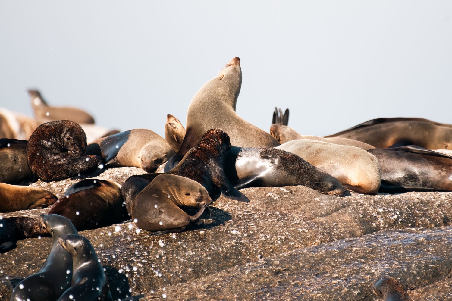 Photo #14054443