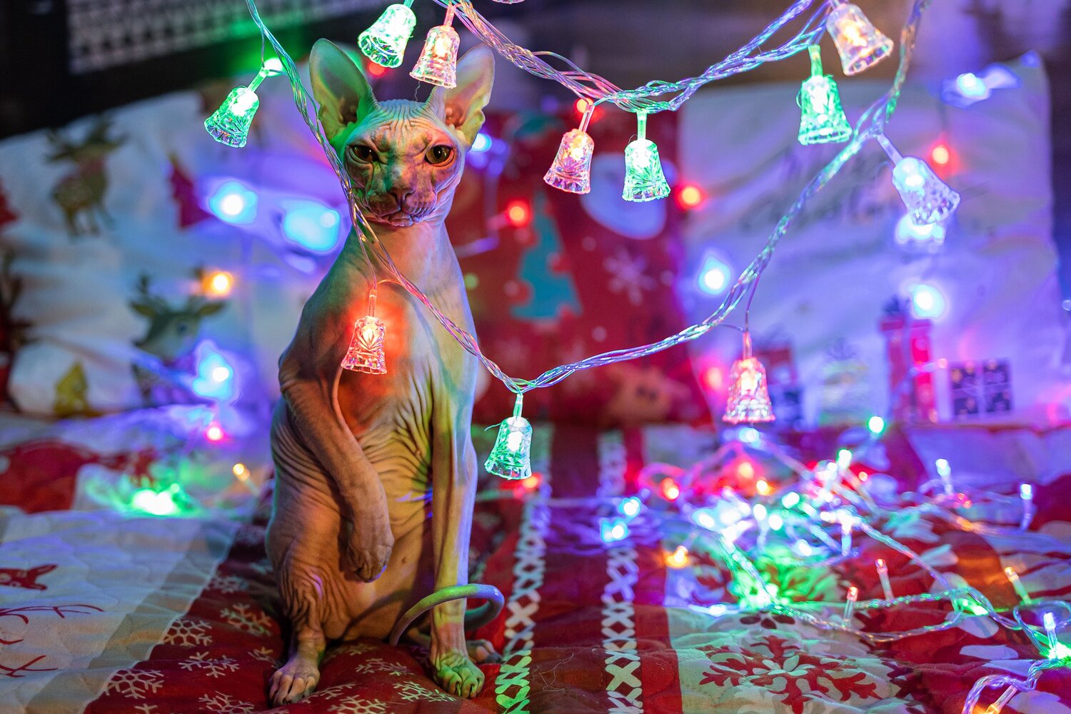 Photo #14054448