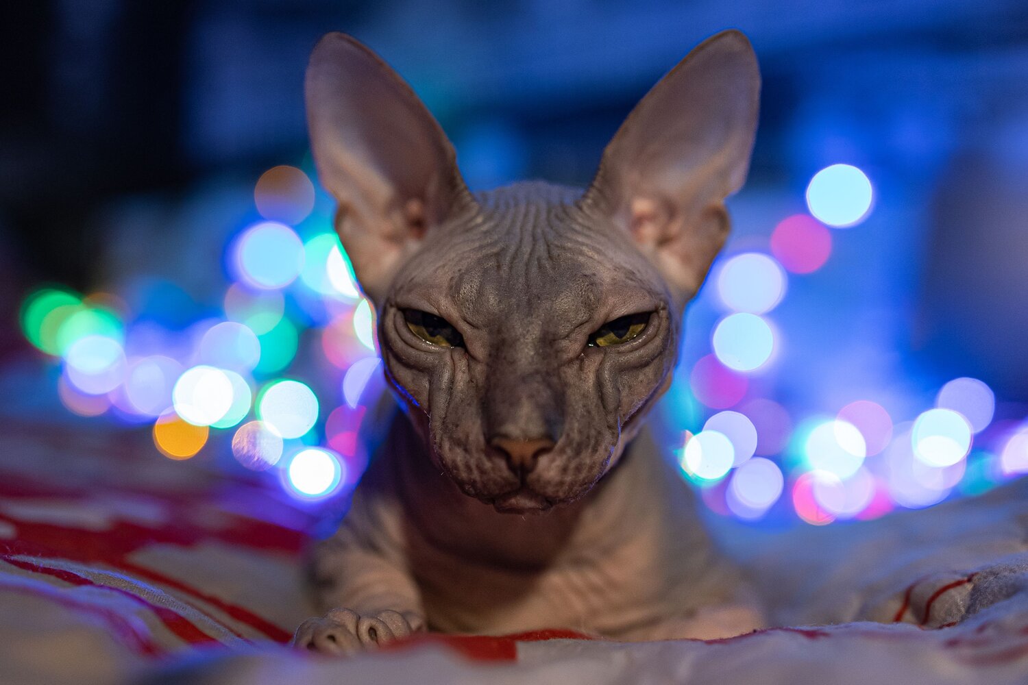Photo #14054455