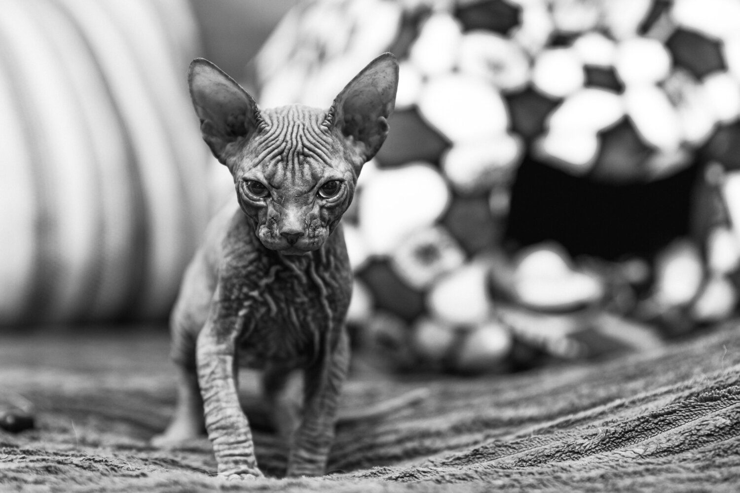 Photo #14054469
