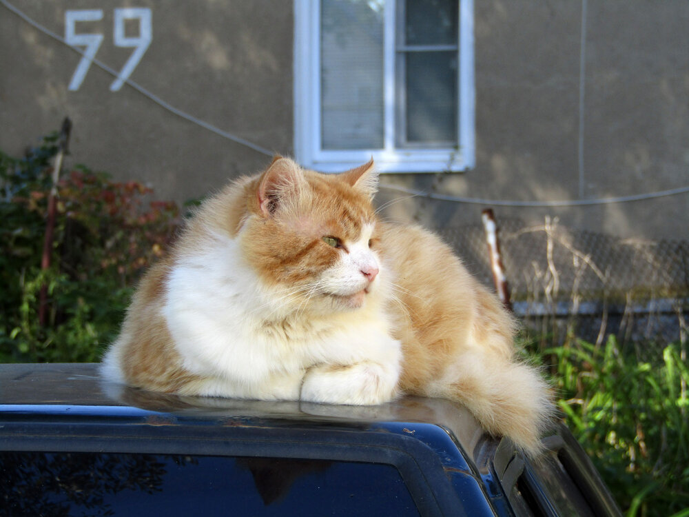 Photo #14054513