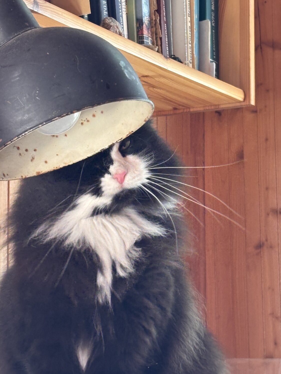 Photo #14054547