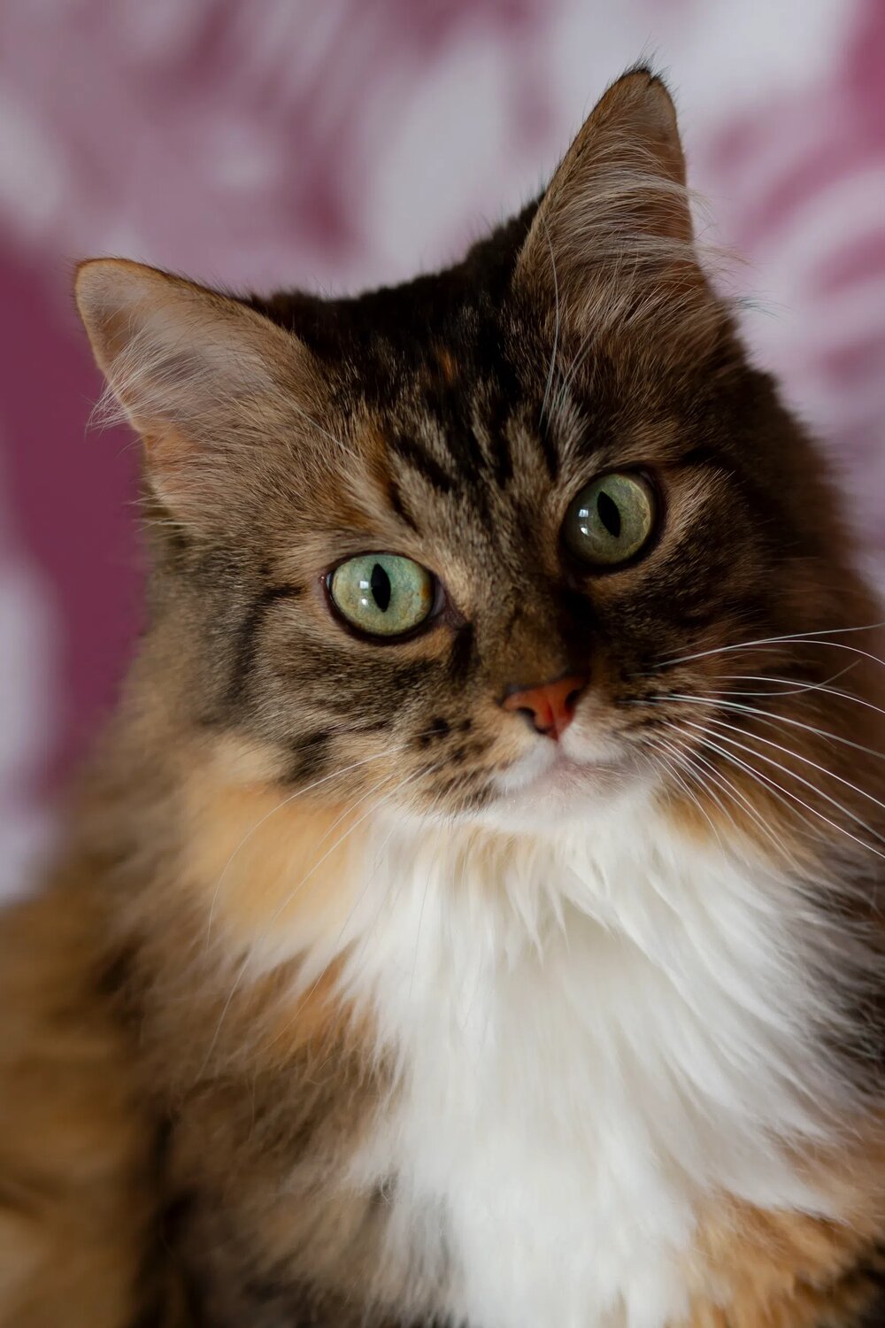 Photo #14054652