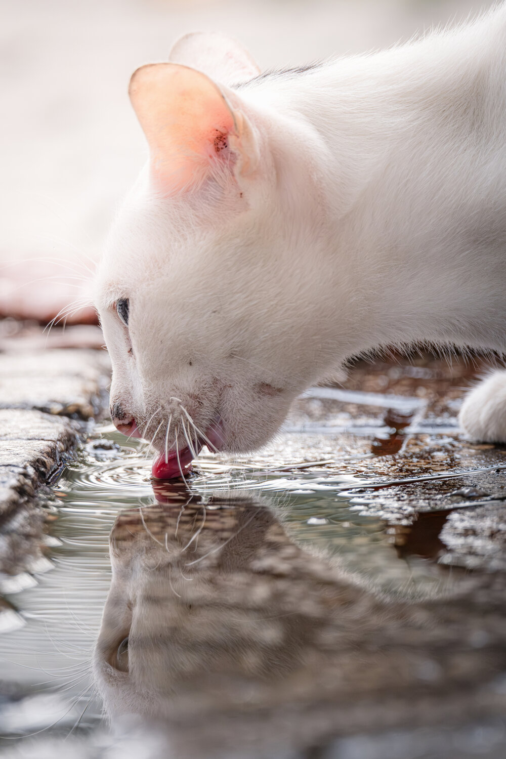Photo #14054684