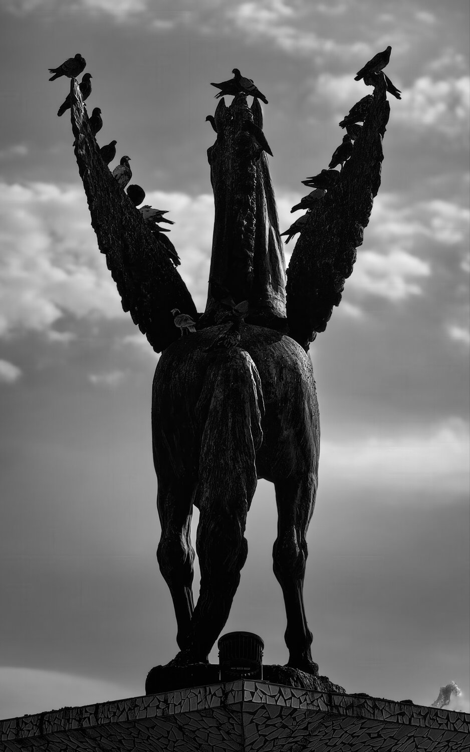 Pigeons vs Pegasus