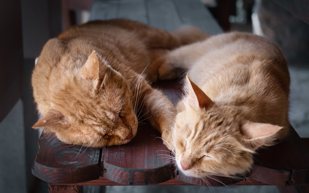 Ginger Family