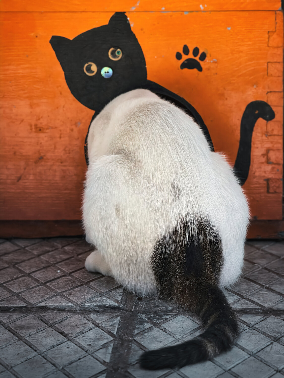 Half painted, half purrfect
