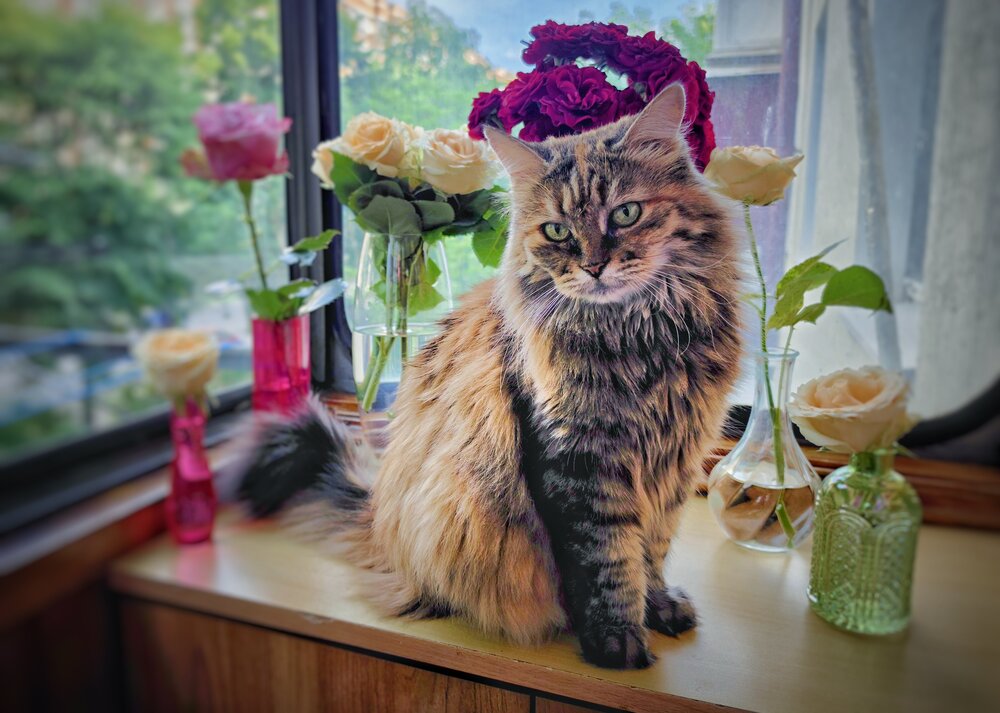 Королева красоты