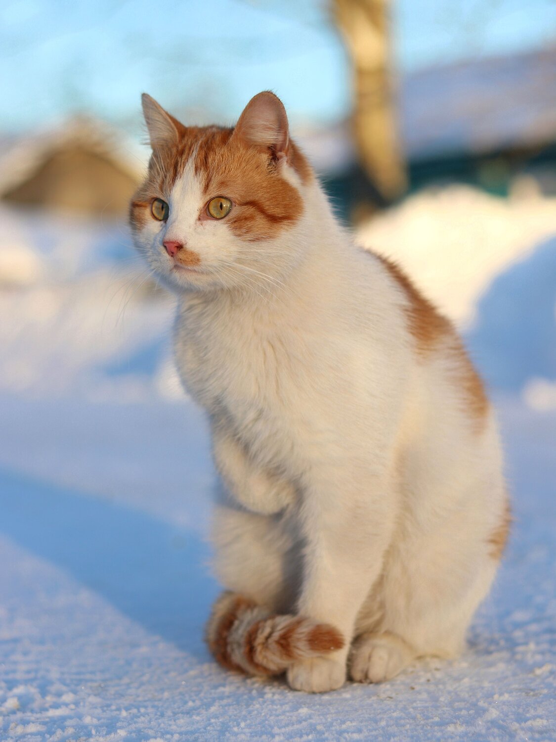 Photo #14055062