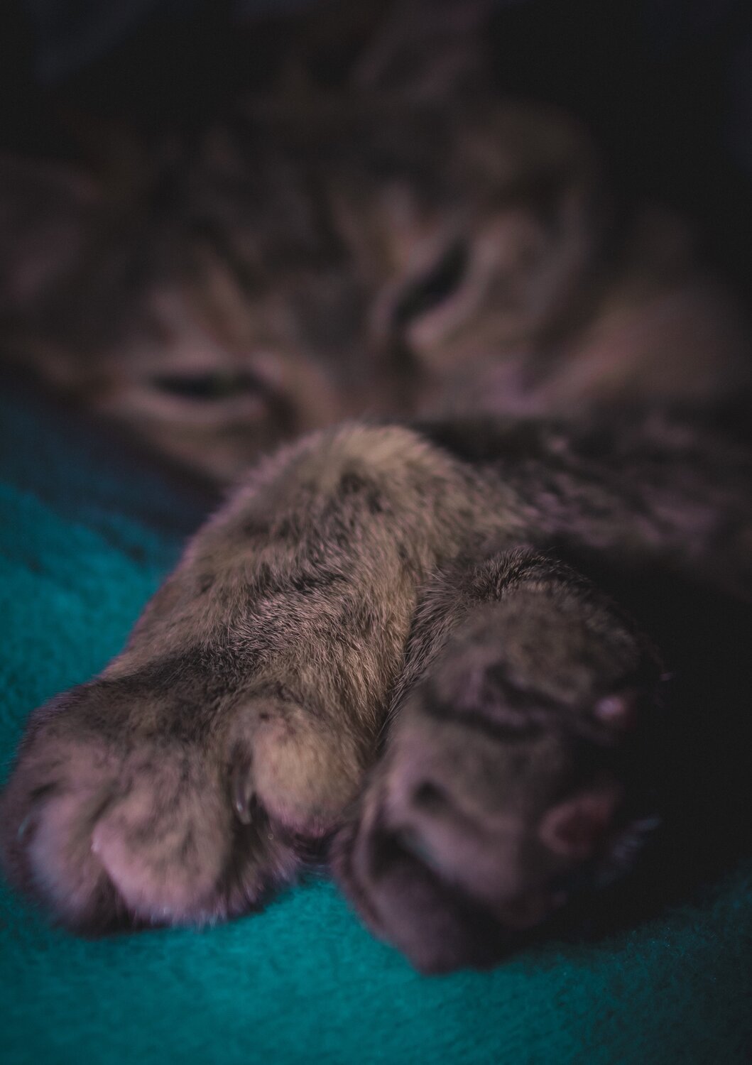 Photo #14055072