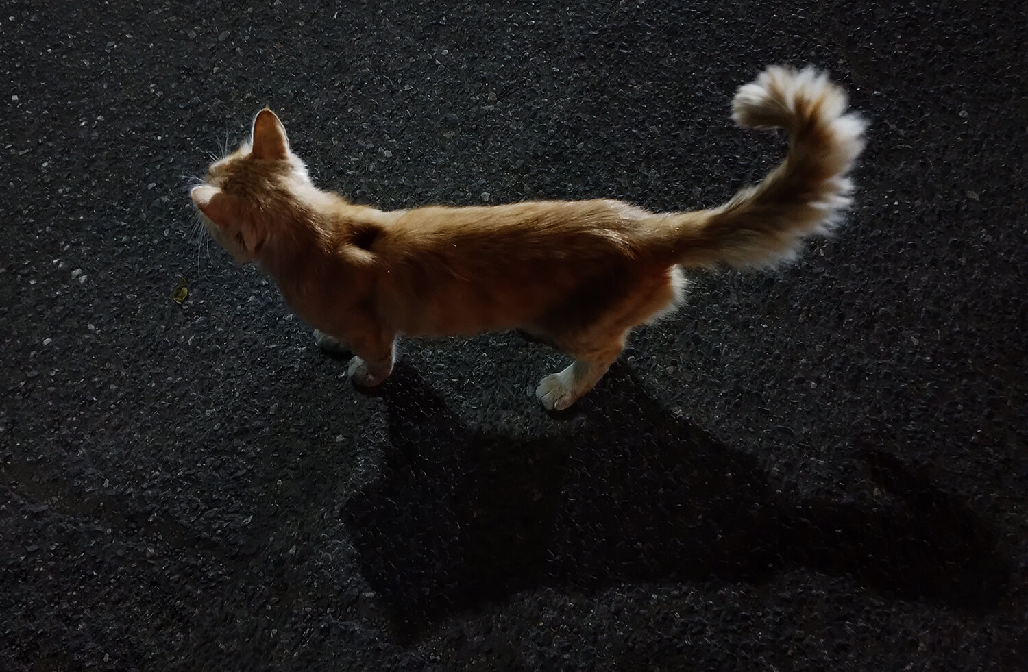 Photo #14055117