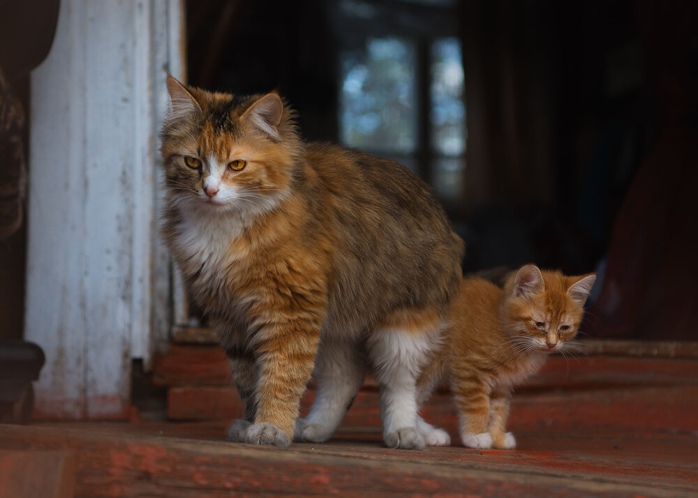 Photograph by Ольга Лобачёва