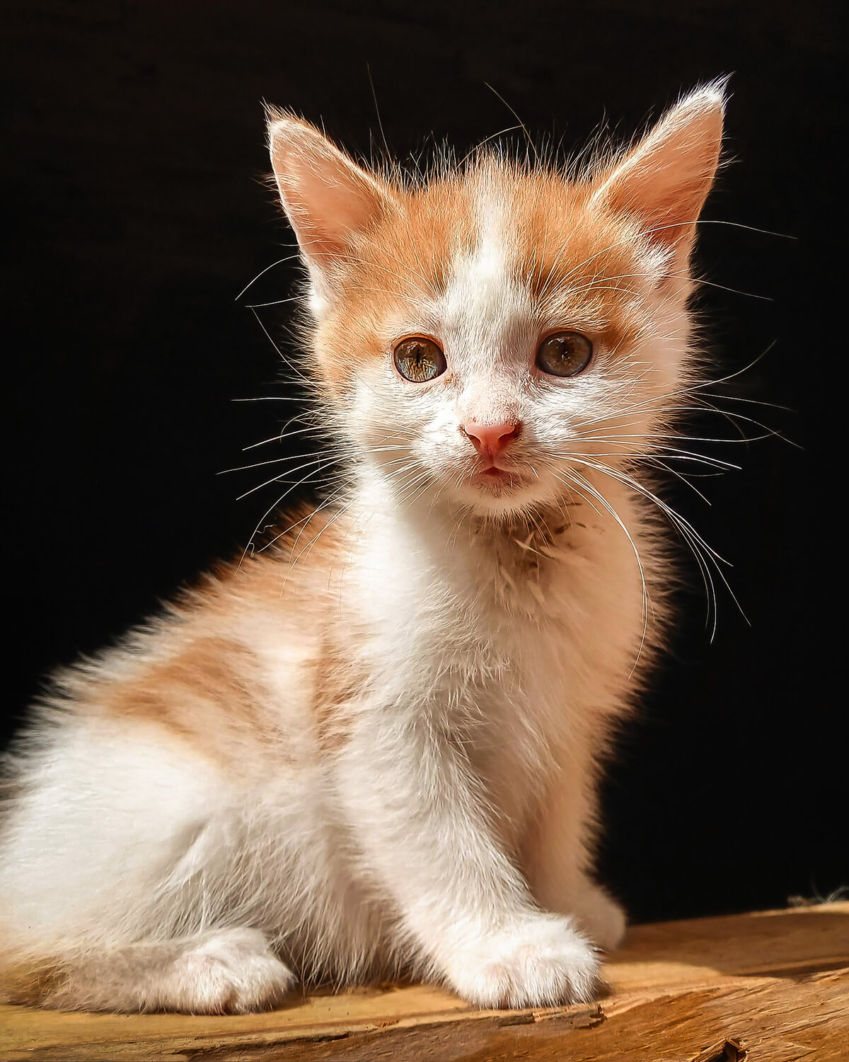 Photo #14055176