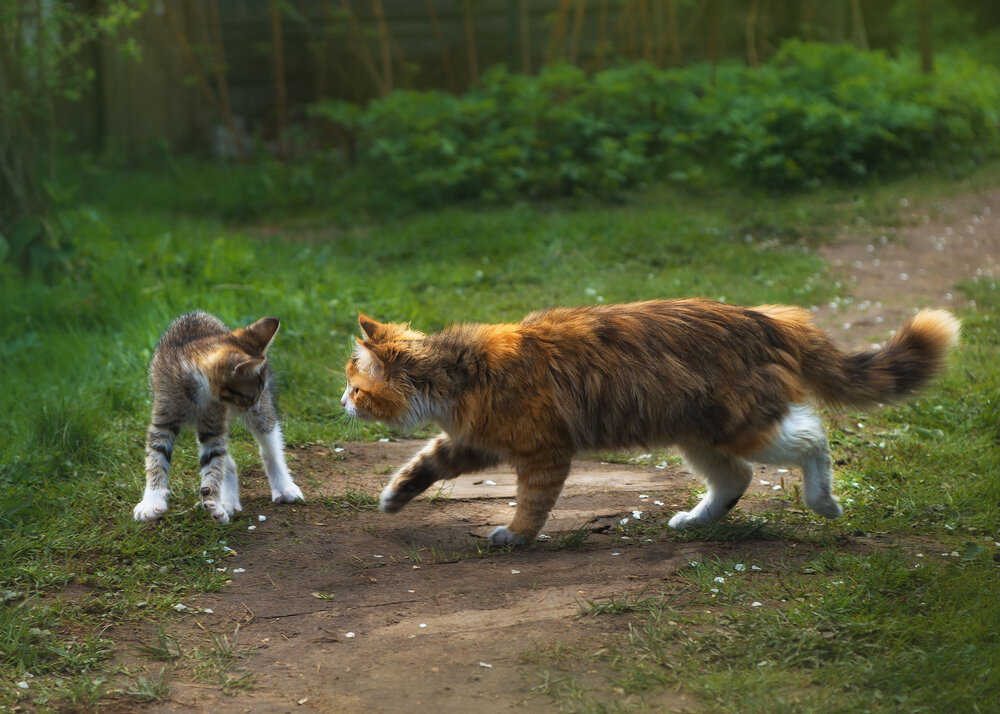 Photograph by Ольга Лобачёва