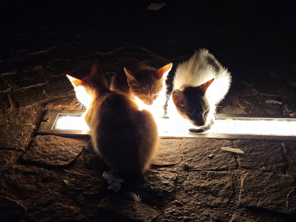 The cats