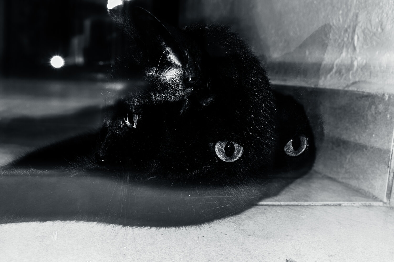 Photo #14055278