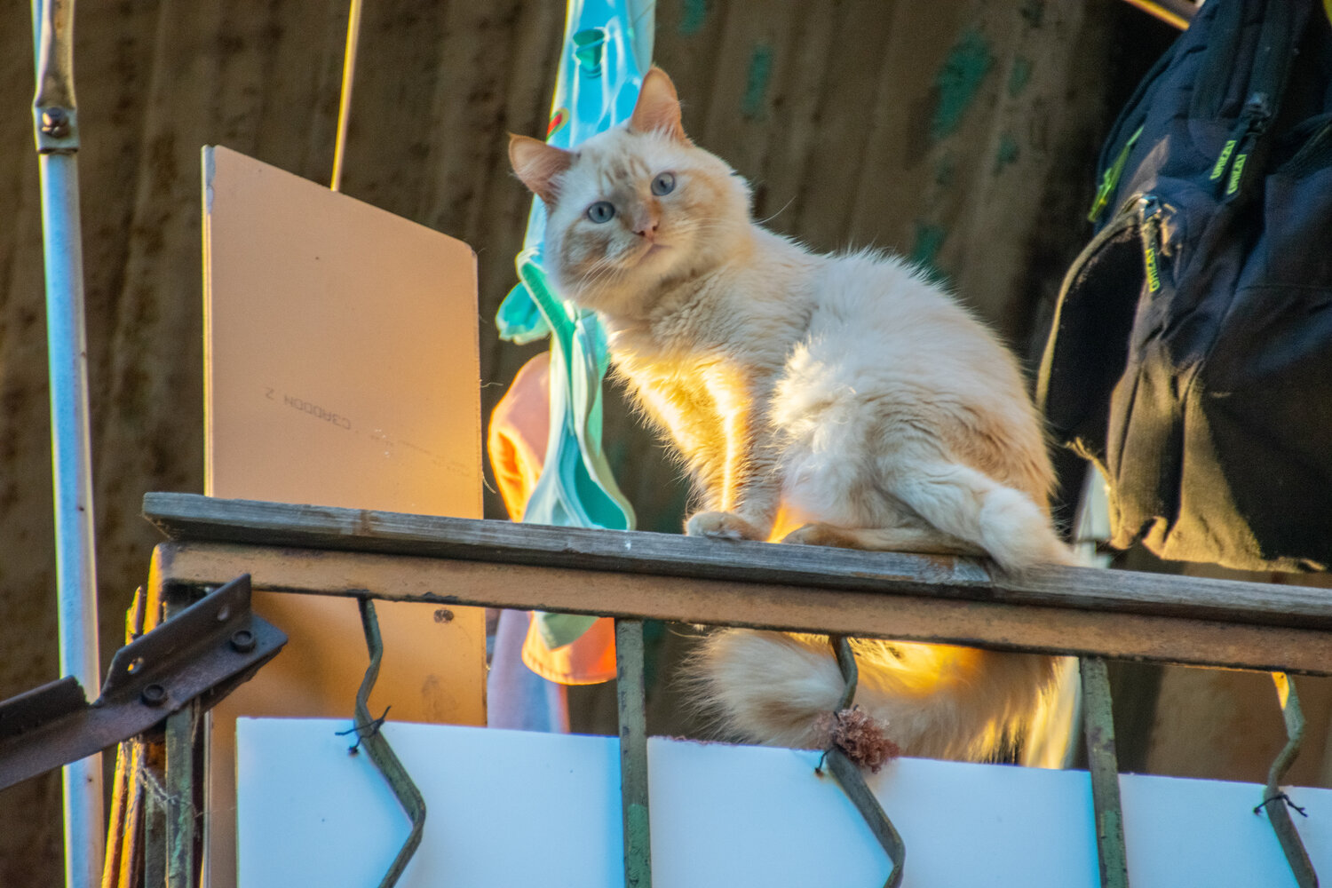 Photo #14055336