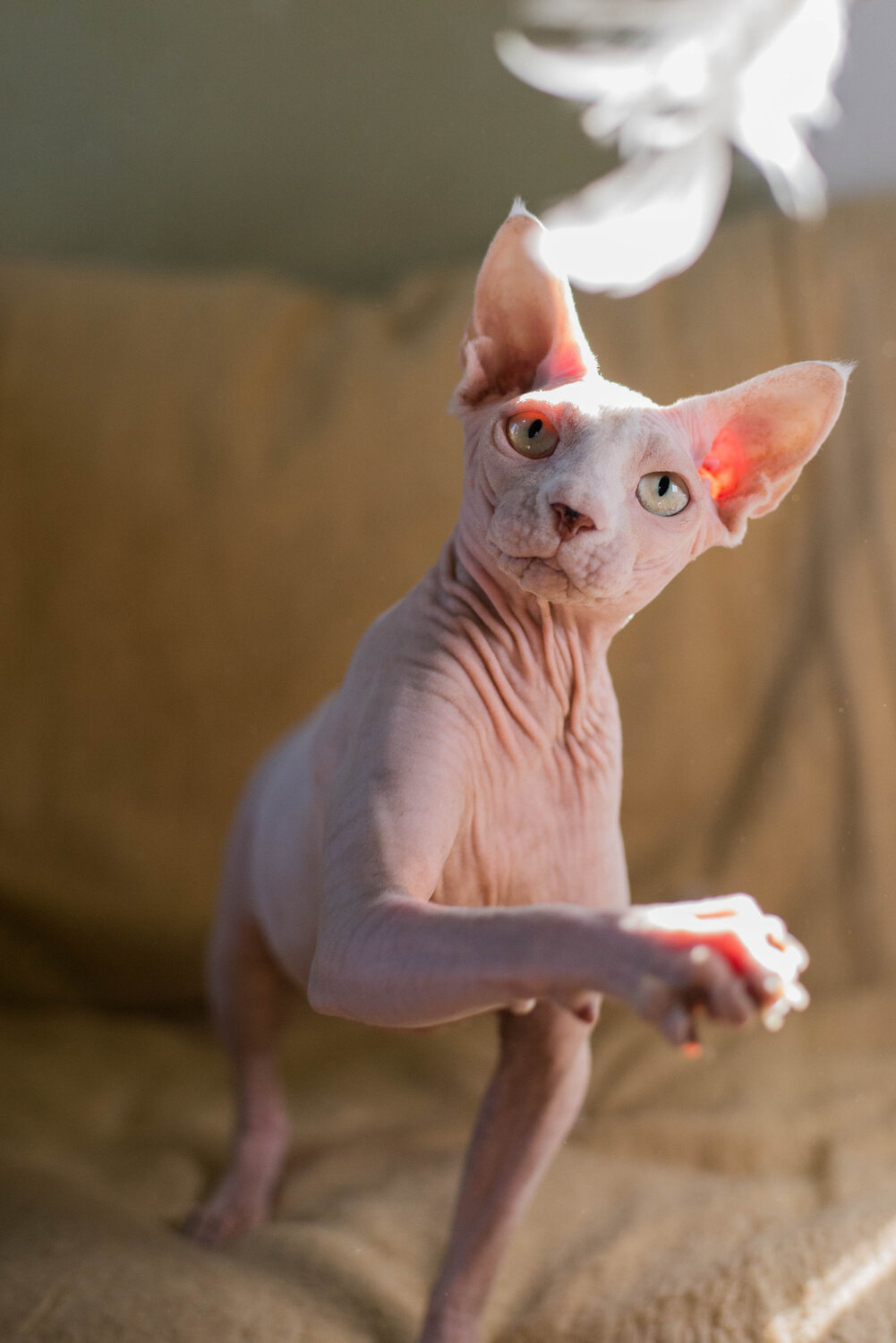 Photo #14055346