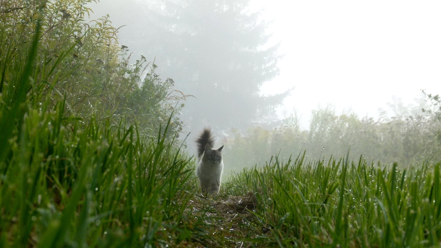 Photo #14055444