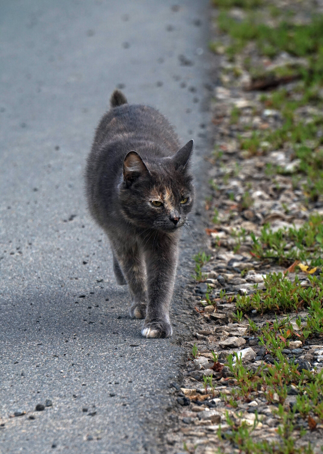 Photo #14055468