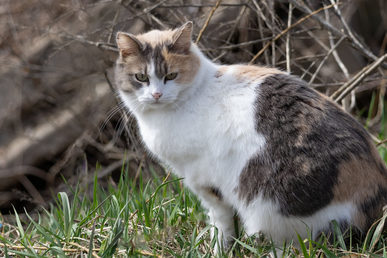 Photo #14055475