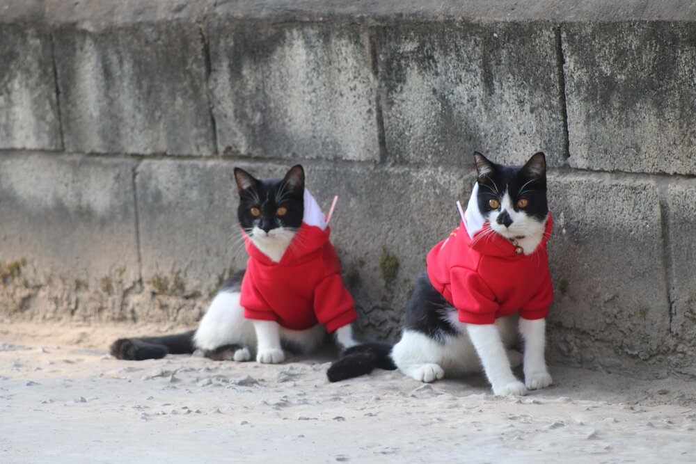 The Twins - Min & Max