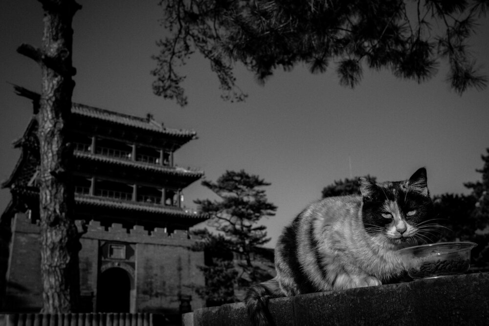 Photograph by Liu yingjie
