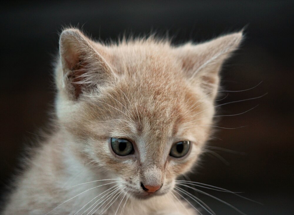 Фотография автора Марина Мишутина