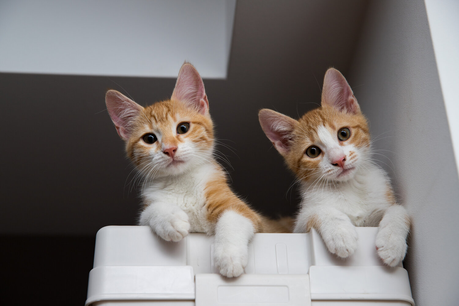 Photo #14055717