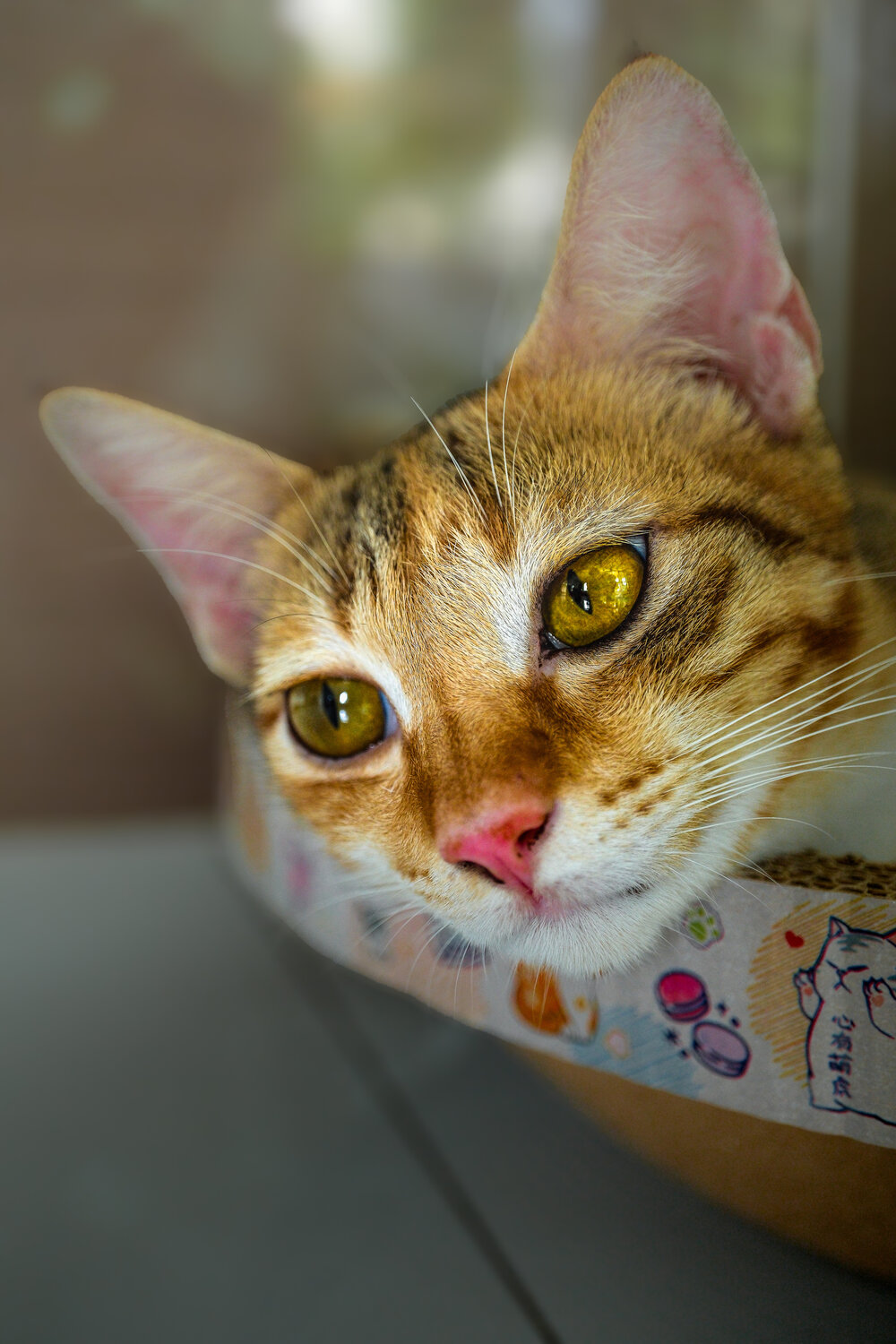 Photo #14055731
