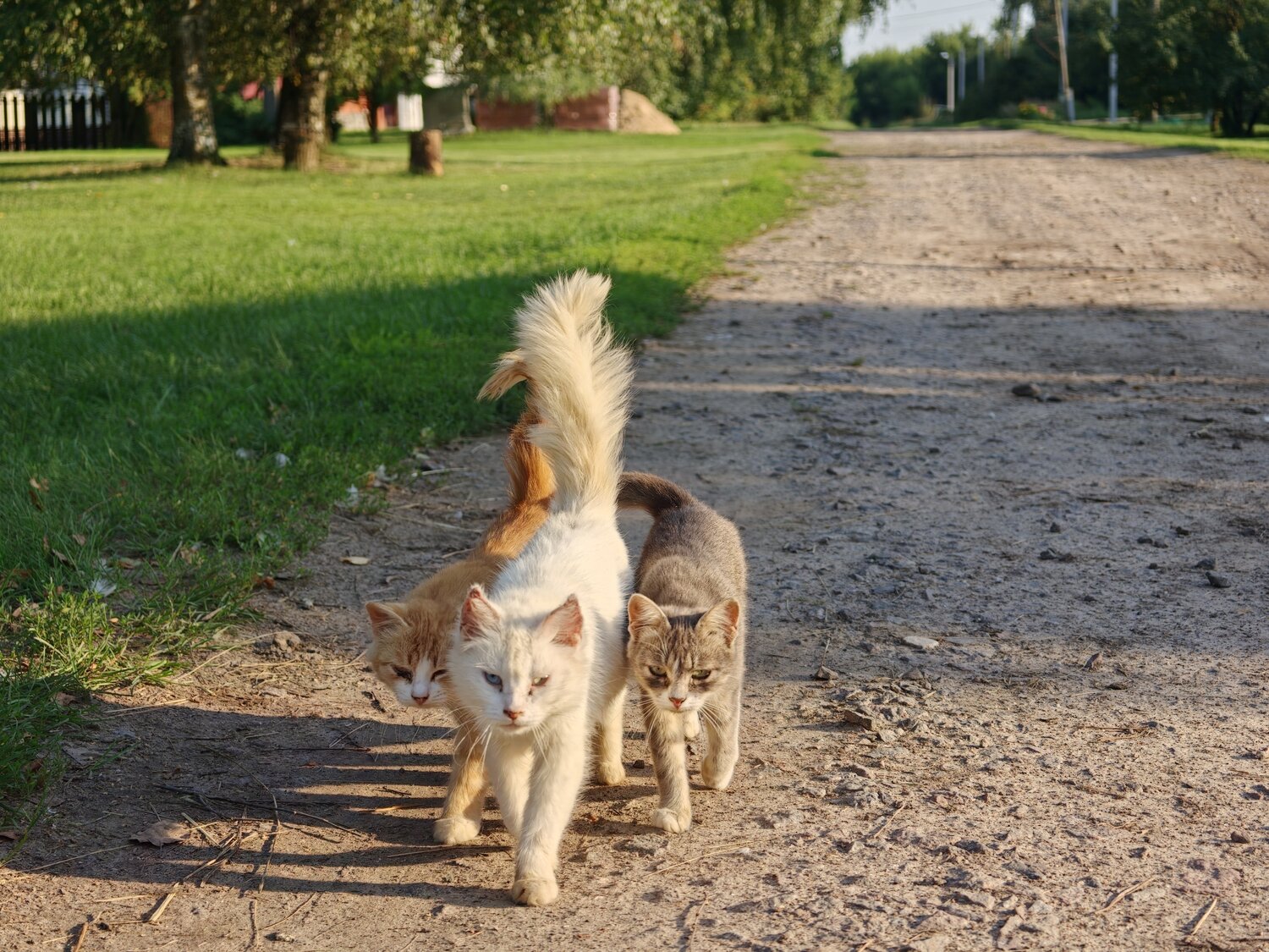 Photo #14055919
