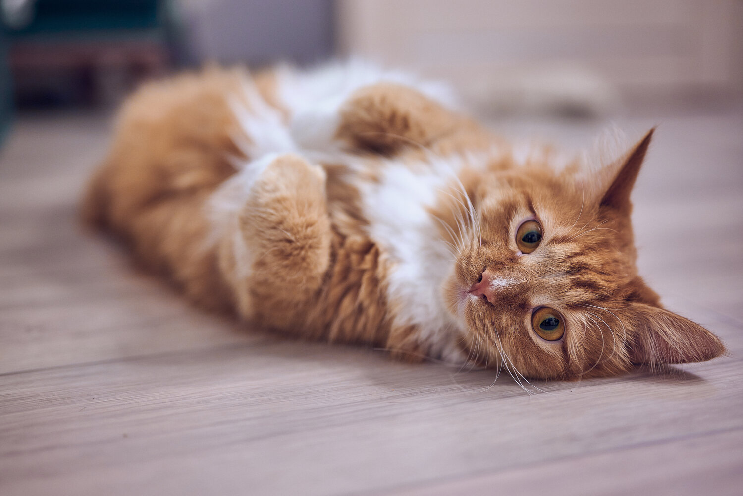 Photo #14055924