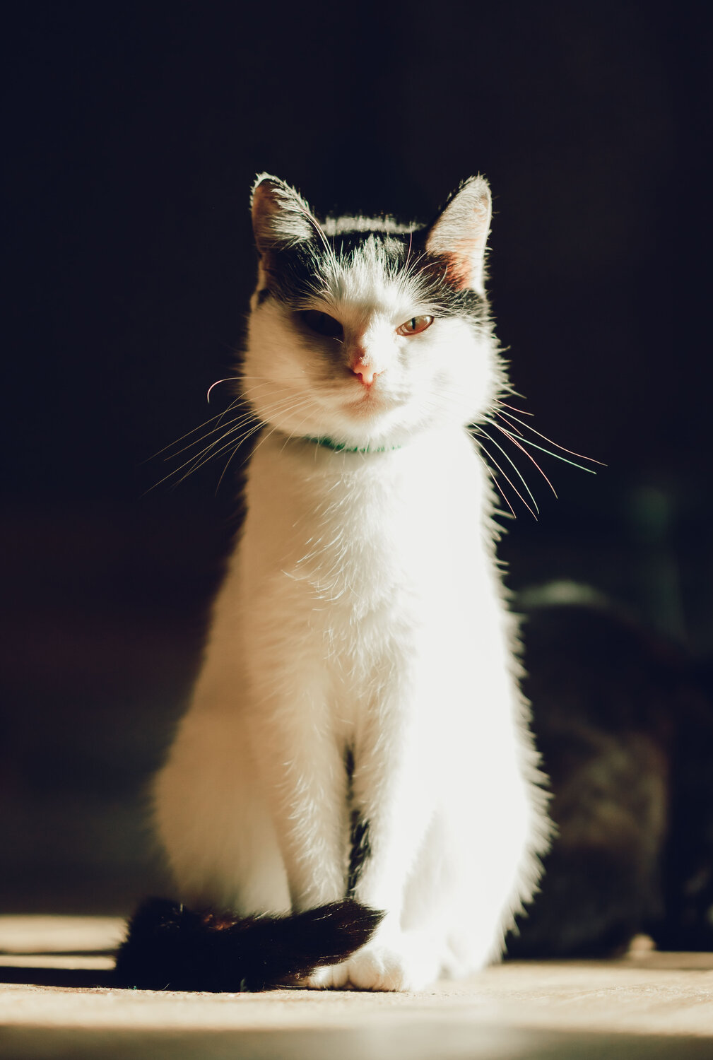 Photo #14055963