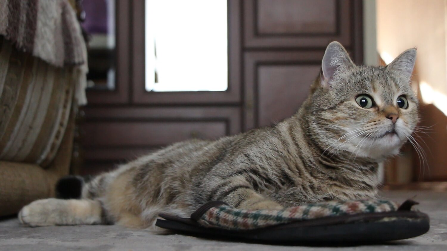 Photo #14056004