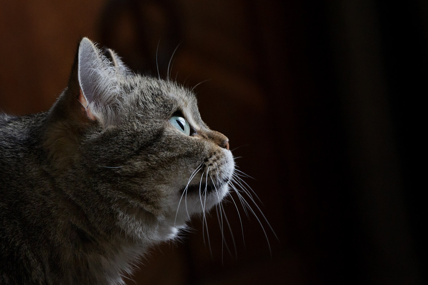 Photo #14056015