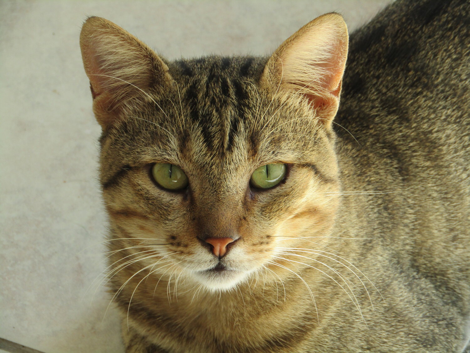 Photo #14056047