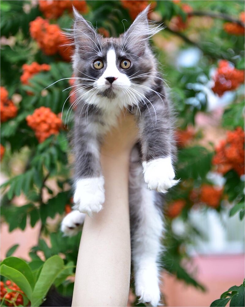 Первая осень котёнка