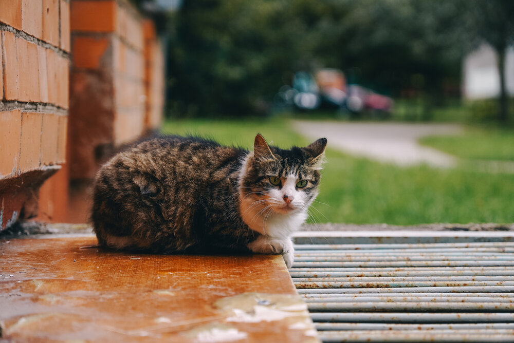 Photograph by Ирина Шауро