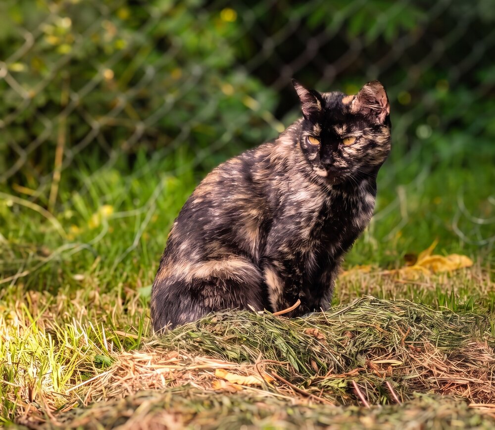 Photograph by Алексей Горин