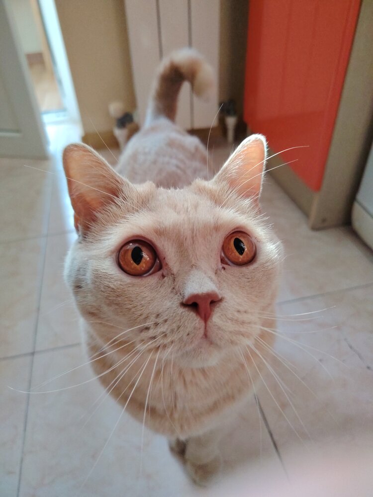 Fat Cat Semen
