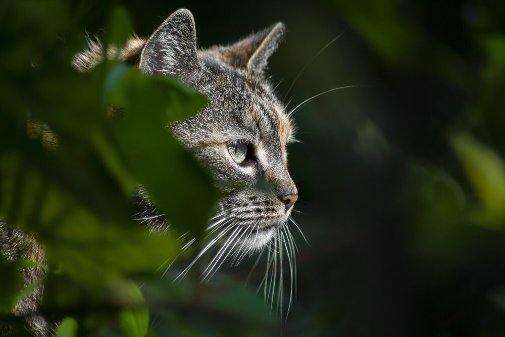 Cat outdoor