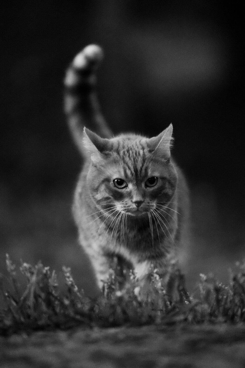 Photo #14056633