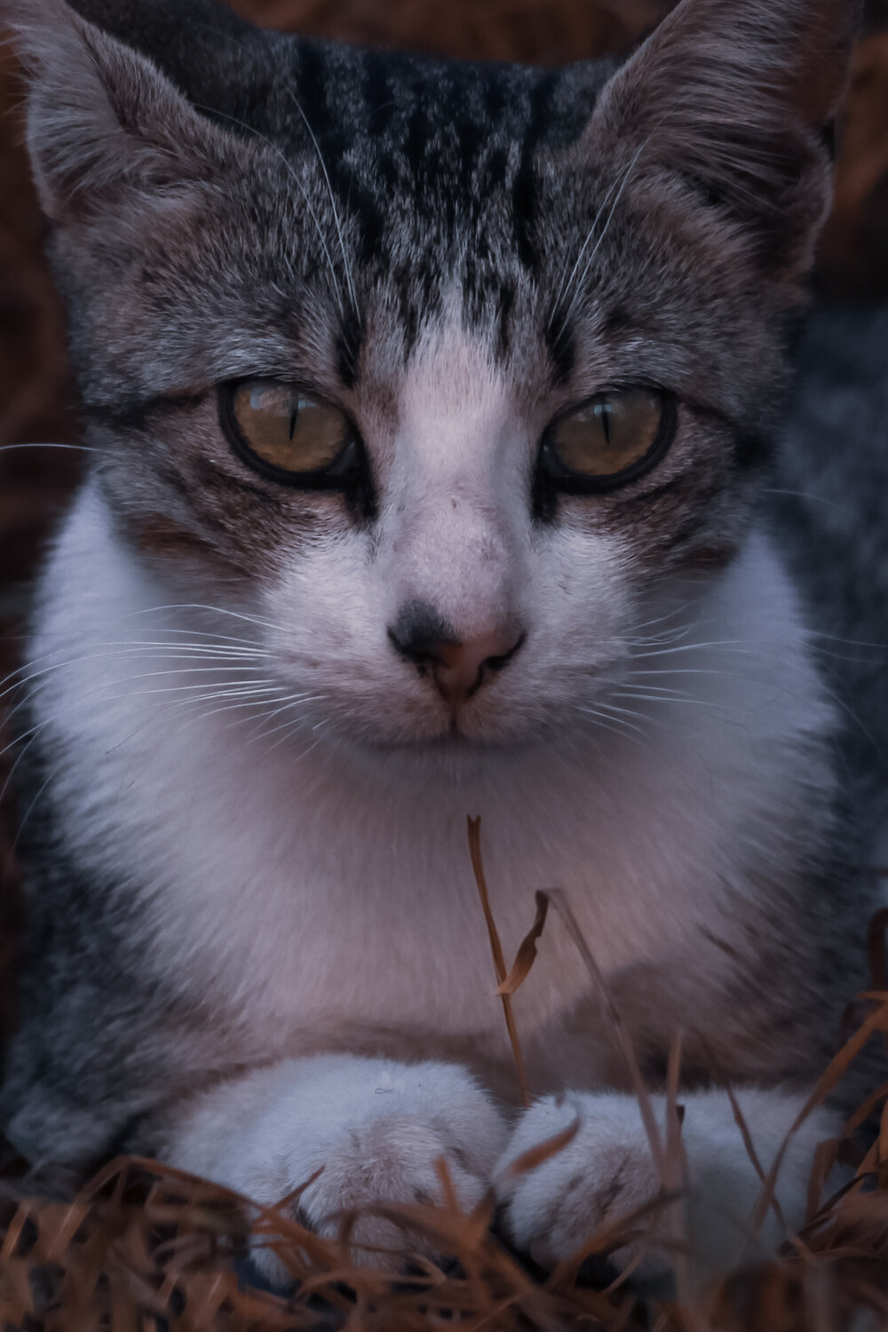 Photo #14056635