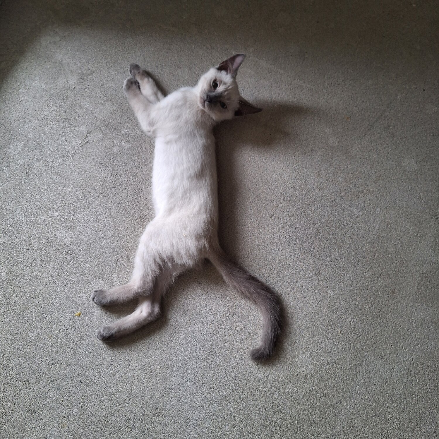 Photo #14056641
